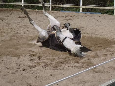 Anden særlig race  Saramia  - JEg er død billede 7