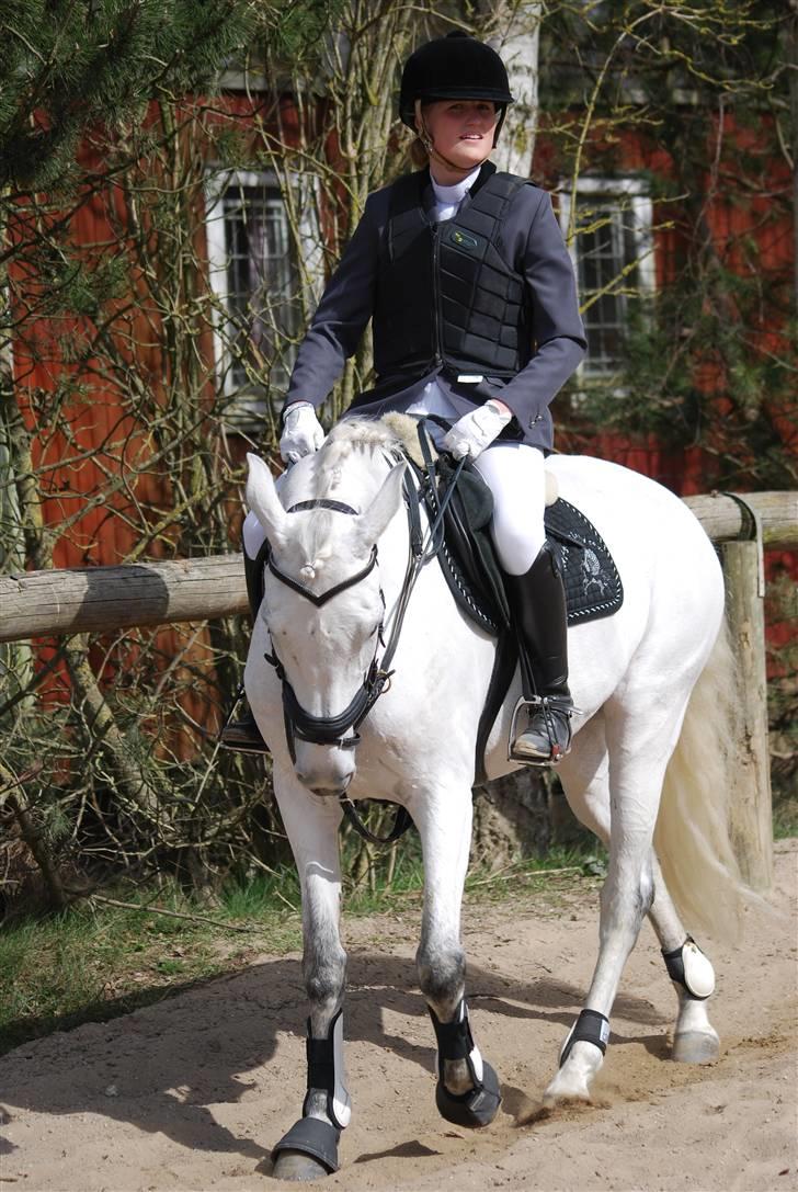 Anden særlig race  Saramia  - Spring stævne billede 8