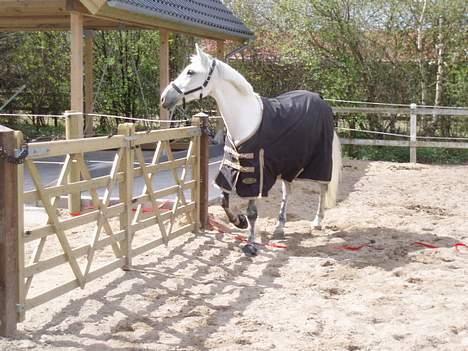 Anden særlig race  Saramia  billede 9