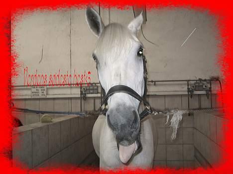 Anden særlig race  Saramia  billede 10