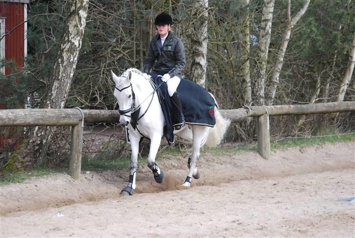 Anden særlig race  Saramia  billede 11