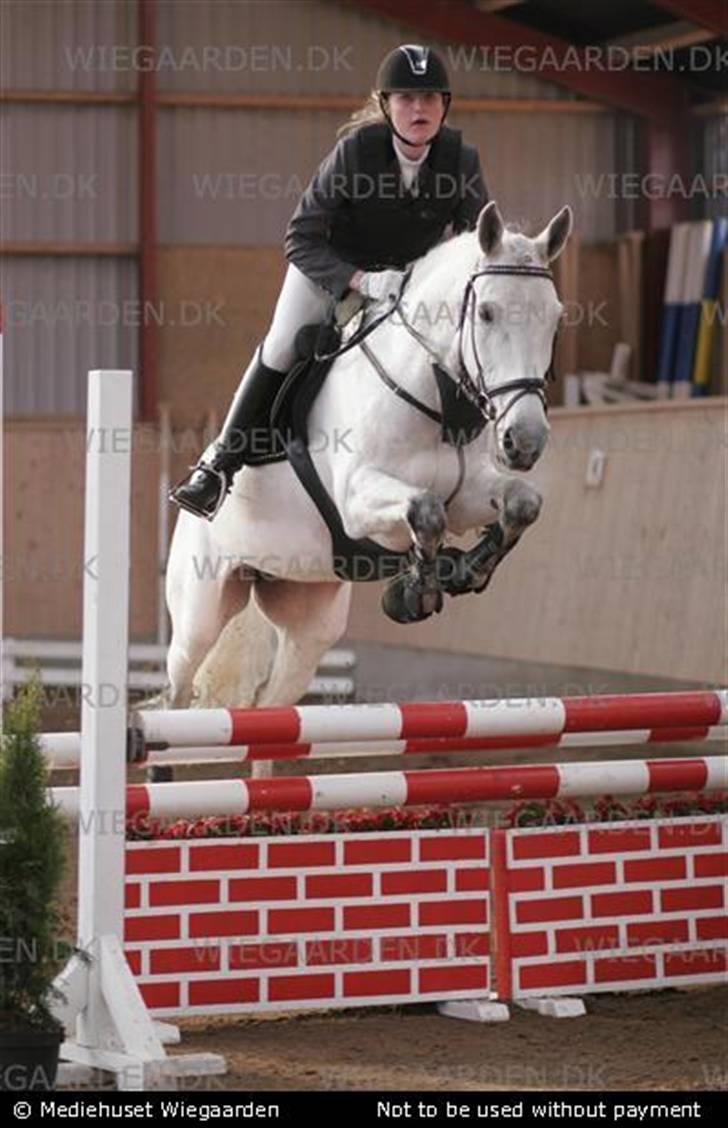 Anden særlig race  Saramia  billede 12