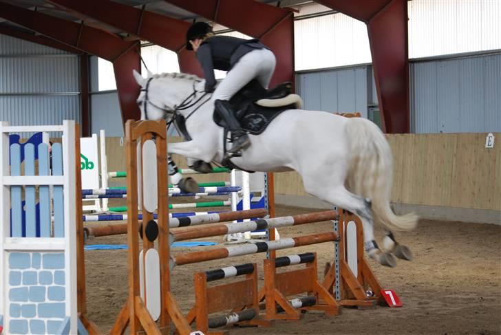 Anden særlig race  Saramia  billede 14