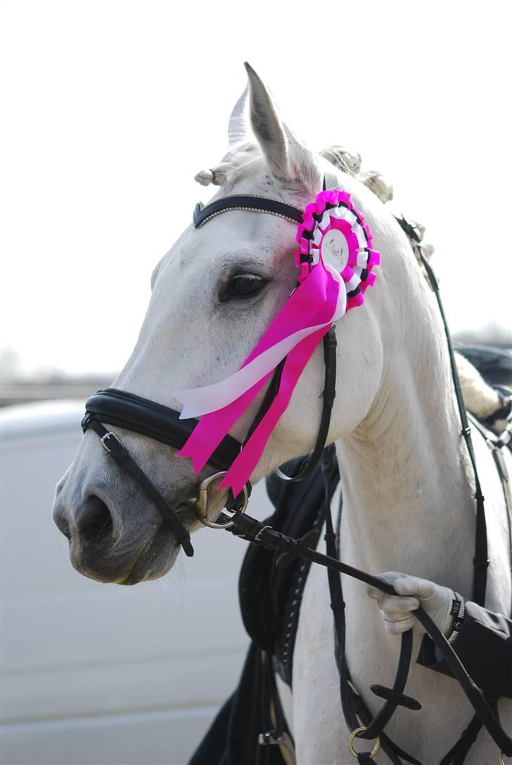 Anden særlig race  Saramia  billede 15