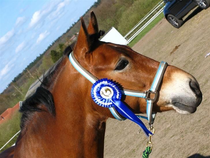 New Forest Fafner K<3 SOLGT. - LB2 i Ringsted med 67%. Meget dygtig pony.<3 Forår 2008.  Foto: min far billede 9