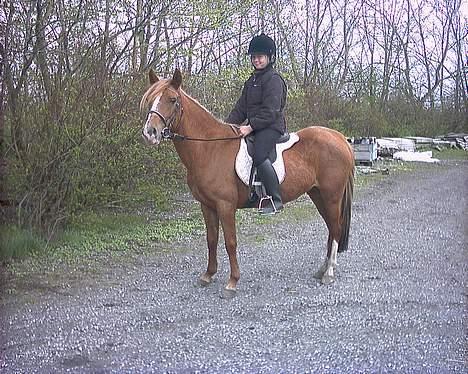 Anden særlig race Larsmindes Landia RIP billede 9