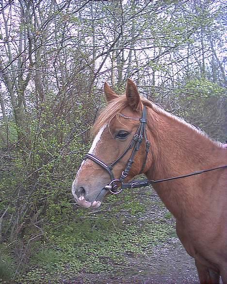 Anden særlig race Larsmindes Landia RIP billede 10