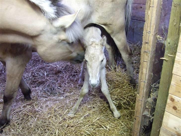 Fjordhest Julie Sejr - 12/6 Julie med Julius, som er født kl 20.08 så han er kun et par timer gammel billede 13