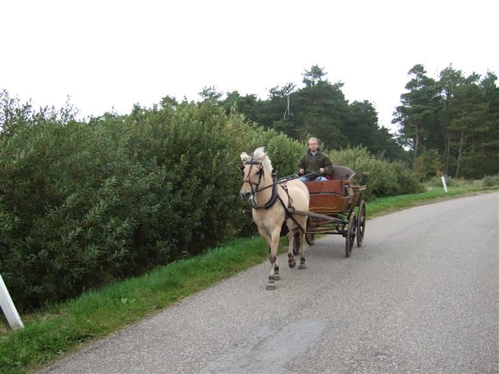 Fjordhest Julie Sejr - er god til at gå på vej  billede 14