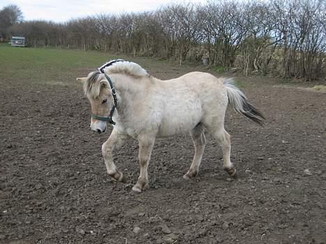 Fjordhest Bailey *solgt* - 8 måneder gammel og øver allerede dressur ;-) billede 11