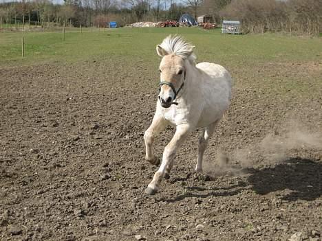 Fjordhest Bailey *solgt* - Weee fuld fart derudaf billede 12