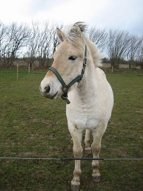 Fjordhest Bailey *solgt* - Smukke dreng billede 13