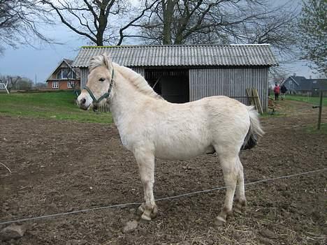 Fjordhest Bailey *solgt* - Fuld figur 8 måneder gammel billede 14