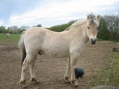 Fjordhest Bailey *solgt* - 9 måneder gammel og snart helt uden vinterpels! billede 15