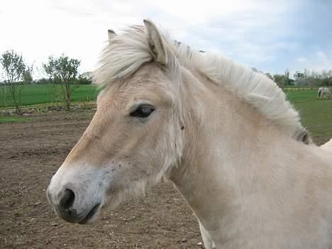 Fjordhest Bailey *solgt* - 9 måneder gammel billede 16
