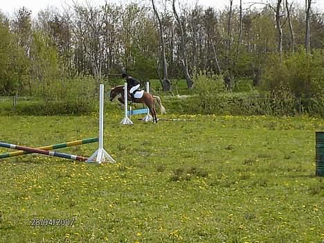 Anden særlig race Aslan *SOLGT* - Hooop. LX spring 28/4, fik 0 fejl og vandt klassen billede 19