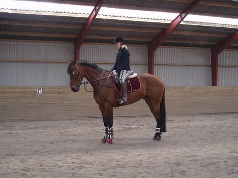 Holstener Lindegaardens Camilla  billede 13