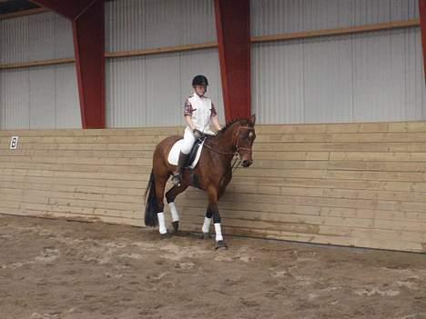 Holstener Lindegaardens Camilla  billede 14