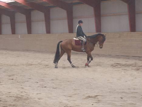 Holstener Lindegaardens Camilla  billede 16