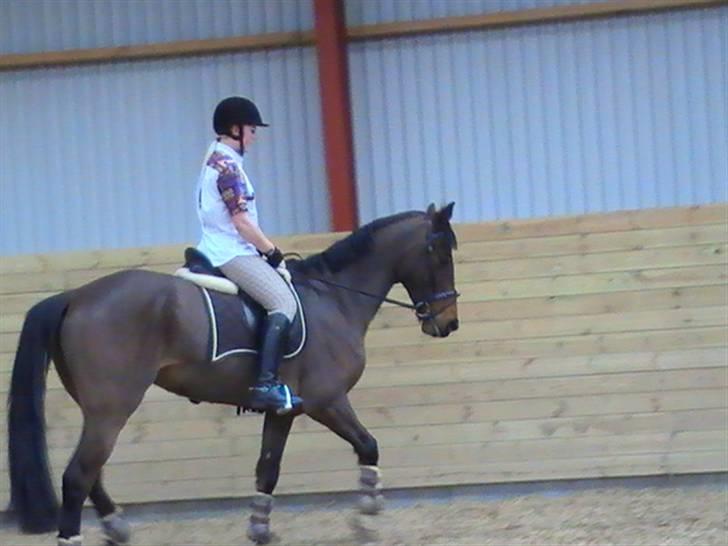 Holstener Lindegaardens Camilla  billede 17