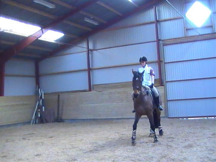 Holstener Lindegaardens Camilla  billede 18