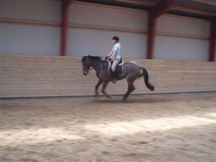Holstener Lindegaardens Camilla  billede 19