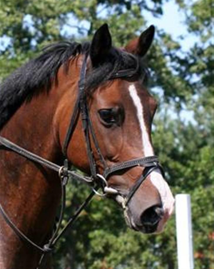 DSP Atlanta (DØD) R.I.P billede 1