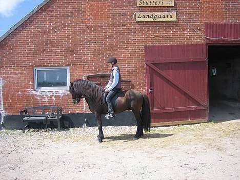 Islænder Skjona fra Søholt <3 - Mig på Asafor fra Féti :) Wauw hva´e ? Den hingst Skjona er i fol med xD  billede 9