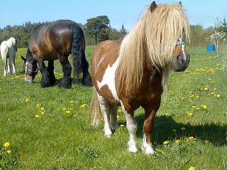 Pinto Baron (Solgt) billede 18