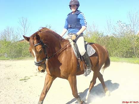 Hollandsk Varmblod OLEANDER - udf. frabedes! - Ole og jeg opvarmer til springning den 28. April07 [Fotograf: Maria]  billede 10