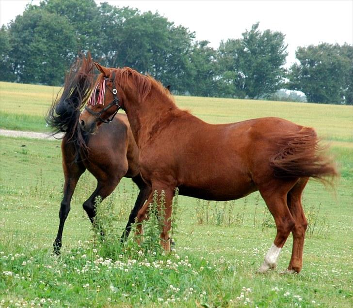 Hollandsk Varmblod OLEANDER - udf. frabedes! - Ølle kan godt lide damer :D billede 11