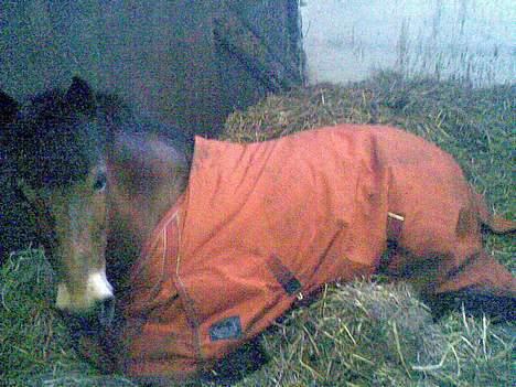 Anden særlig race Buster Larsen *SOLGT* - "Drømmer jeg , eller står du lige og siger at jeg allerede skal op ? . " billede 2