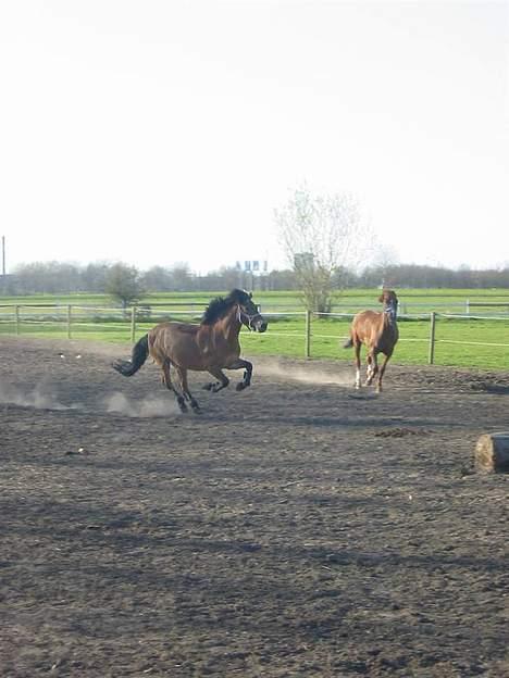 Anden særlig race Buster Larsen *SOLGT* - Buster og Latino løber meget stærkt ! billede 3