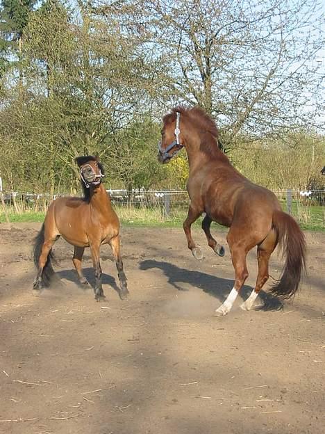 Anden særlig race Buster Larsen *SOLGT* - Aaai ? :-D  billede 4