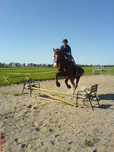 Hollandsk Varmblod OLEANDER - udf. frabedes! - Dejligt billede synes jeg:) [Fotograf: Maria] billede 12