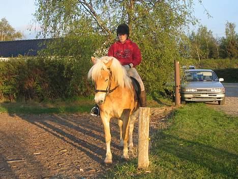 Haflinger Adios - jeg var så stolt af dig . og det er jeg stadig.. billede 9