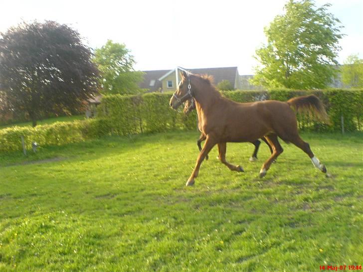 Hollandsk Varmblod OLEANDER - udf. frabedes! - Hottien blærer sig lige lidt xD<3 Juni2007 [fotograf: mig] billede 15