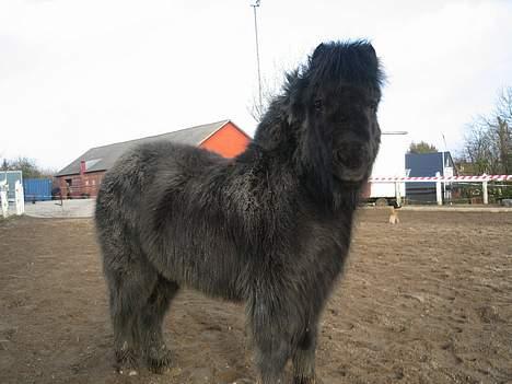 Shetlænder Mathiesen - Den lille fyr <3 billede 3