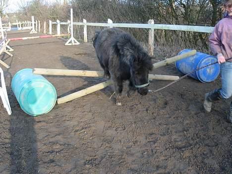 Shetlænder Mathiesen - Thies kan godt springe (hvis han vil) billede 6
