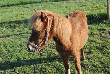 Anden særlig race Lykkegårds Anton - den dag vi fik ha, en lille uldtot billede 1