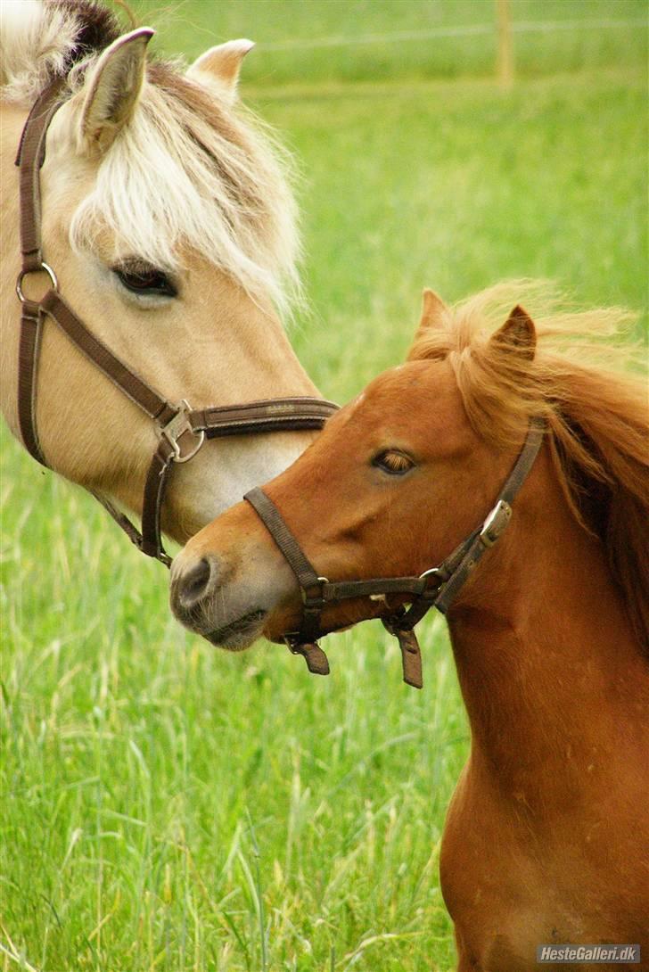 Anden særlig race Lykkegårds Anton billede 2