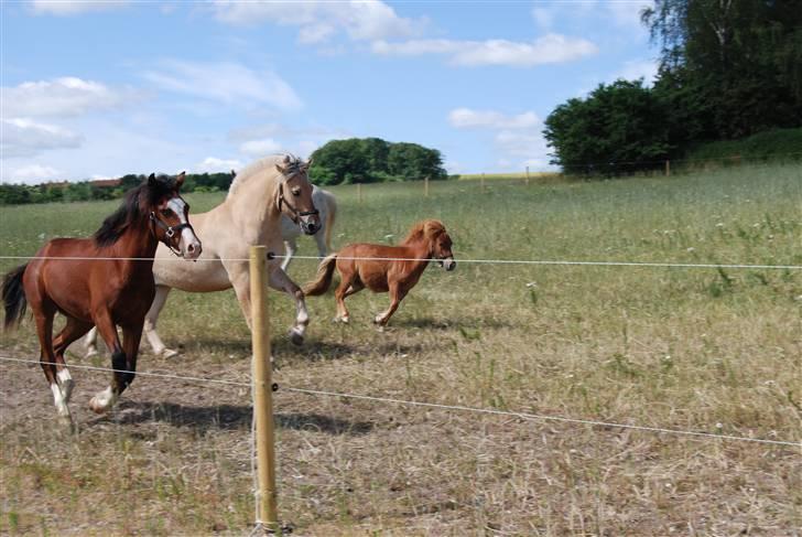 Anden særlig race Lykkegårds Anton - drengene billede 3