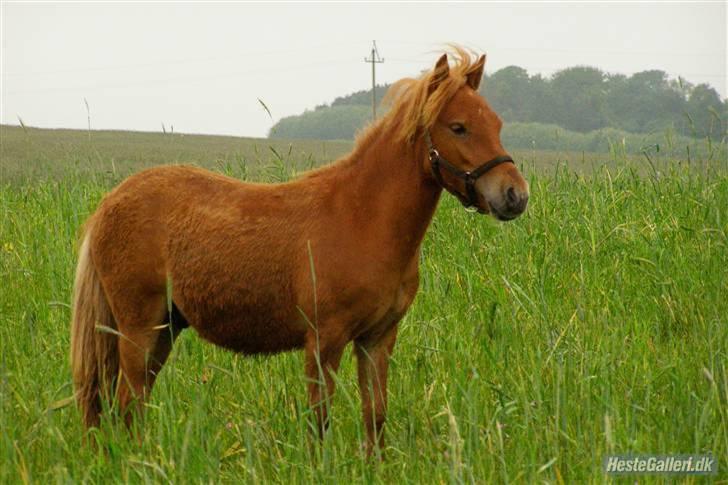 Anden særlig race Lykkegårds Anton billede 4