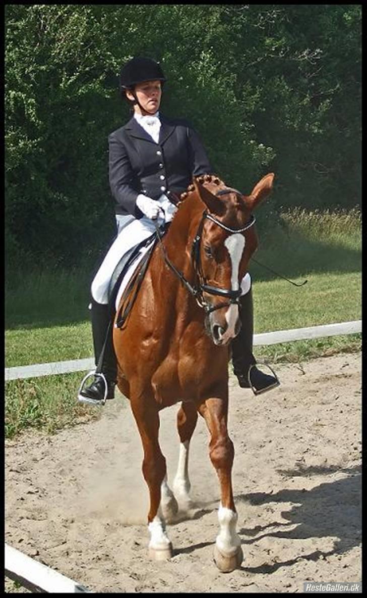 Dansk Varmblod Filur- solgt - Stævne d. 22 juni 08  ;)..   Fotograf:  MieM billede 16