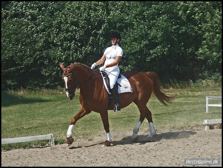 Dansk Varmblod Filur- solgt - Stævne ...  Fotograf:  MieM billede 17
