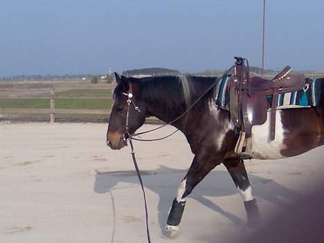 Pinto Joy the boy billede 5