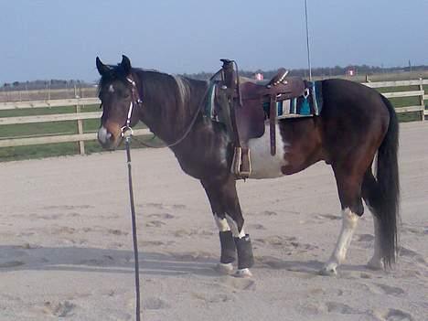 Pinto Joy the boy billede 6