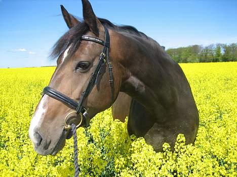 Oldenborg Light-Moon billede 8