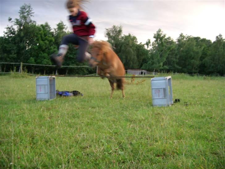 Miniature Bella *SOLGT - Bella springer. D. 1 Juli 07 billede 17