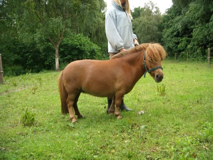 Miniature Bella *SOLGT - Parade. :D billede 18